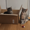 Images de profil de Nathalie - Blooming Pets - Petsitting et garde d'animaux à domicile