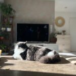 Minette   Chat de gouttière (Commun) Femelle - Garde d'animaux à domicile