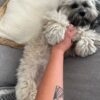 Images de profil de LORIANNE - Blooming Pets - Petsitting et garde d'animaux à domicile