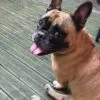 Images de profil de Aurore - Blooming Pets - Petsitting et garde d'animaux à domicile