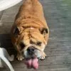 Images de profil de Aurore - Blooming Pets - Petsitting et garde d'animaux à domicile