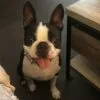 Images de profil de Aurore - Blooming Pets - Petsitting et garde d'animaux à domicile