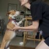 Images de profil de Alyssia - Blooming Pets - Petsitting et garde d'animaux à domicile