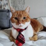 Triskell   Chat de gouttière (Commun) Mâle stérilisé - Garde d'animaux à domicile