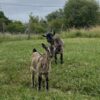 Images de profil de Olivia - Blooming Pets - Petsitting et garde d'animaux à domicile