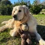 Iron   Golden Retriever Mâle - Garde d'animaux à domicile