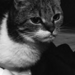 Poppy   Chat de gouttière (Commun) Femelle - Garde d'animaux à domicile