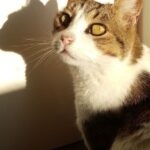 Boogy   European Shorthair (Européen) Mâle - Garde d'animaux à domicile