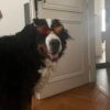 Images de profil de Chloé - Blooming Pets - Petsitting et garde d'animaux à domicile