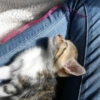 Images de profil de Chloé - Blooming Pets - Petsitting et garde d'animaux à domicile