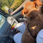 Pepette   Croisé Femelle - Garde d'animaux à domicile