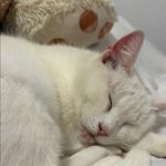 Neige   Abyssin Femelle - Garde d'animaux à domicile