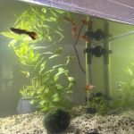 8 Poissons - 54 Litres    Femelle - Garde d'animaux à domicile