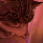 Jazz   Persan Mâle - Garde d'animaux à domicile