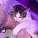 Peter   European Shorthair (Européen) Mâle stérilisé - Garde d'animaux à domicile