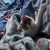 Images de profil de Léa - Blooming Pets - Petsitting et garde d'animaux à domicile