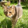 Images de profil de Quentin - Blooming Pets - Petsitting et garde d'animaux à domicile