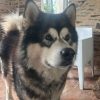 Images de profil de Quentin - Blooming Pets - Petsitting et garde d'animaux à domicile