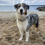 Aloha   Berger Australien Femelle - Garde d'animaux à domicile