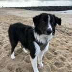 Apic   Border Collie Mâle stérilisé - Garde d'animaux à domicile