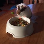 Couscous   Arlequin Mâle - Garde d'animaux à domicile