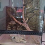 Bob   Agame Barbu (Pogona Vitticeps) Mâle - Garde d'animaux à domicile