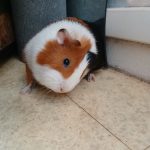 Cookie   Abyssinien (Rosette) Mâle - Garde d'animaux à domicile