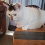 Whisk   Chat de gouttière (Commun) Mâle stérilisé - Garde d'animaux à domicile
