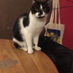 Ramses   Chat de gouttière (Commun) Mâle stérilisé - Garde d'animaux à domicile