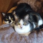 Reman   Chat de gouttière (Commun) Mâle stérilisé - Garde d'animaux à domicile