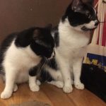 Redbull   Chat de gouttière (Commun) Femelle - Garde d'animaux à domicile