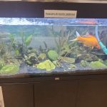 1 Poissons - 70 Litres    Femelle - Garde d'animaux à domicile
