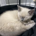 Image de profil de Sarah - Blooming Pets - Petsitting et garde d'animaux à domicile