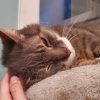 Images de profil de Julie - Blooming Pets - Petsitting et garde d'animaux à domicile
