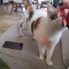 Images de profil de Julie - Blooming Pets - Petsitting et garde d'animaux à domicile
