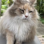 Odyssée   Sibérien Femelle - Garde d'animaux à domicile