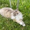 Images de profil de Valérie - Blooming Pets - Petsitting et garde d'animaux à domicile
