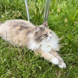 Images de profil de Valérie - Blooming Pets - Petsitting et garde d'animaux à domicile