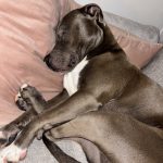 Ravenn   American Staffordshire Terrier Femelle - Garde d'animaux à domicile