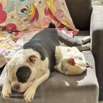 Gosth   American Bully Mâle stérilisé - Garde d'animaux à domicile