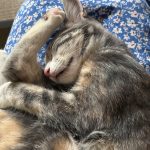 Mimi   Abyssin Femelle - Garde d'animaux à domicile