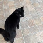 Louna   Abyssin Femelle - Garde d'animaux à domicile