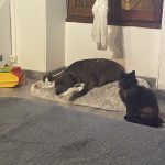 Chanel   Abyssin Femelle - Garde d'animaux à domicile