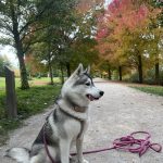 AURA   Siberian Husky Femelle - Garde d'animaux à domicile