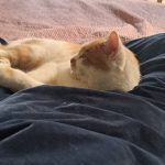 Moustache   Chat de gouttière (Commun) Mâle - Garde d'animaux à domicile