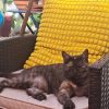 Images de profil de Carole - Blooming Pets - Petsitting et garde d'animaux à domicile