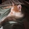 Images de profil de Carole - Blooming Pets - Petsitting et garde d'animaux à domicile