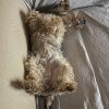 Images de profil de Antonio - Blooming Pets - Petsitting et garde d'animaux à domicile