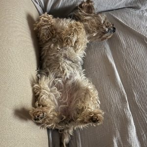 Images de profil de Antonio - Blooming Pets - Petsitting et garde d'animaux Ă domicile