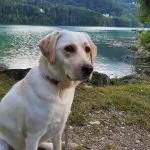 Siggy Siggy Labrador Retriever Femelle - Garde d'animaux Ă domicile